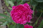 Noble Antony rose photo
