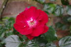 Parkdirektor Riggers ® rose photo