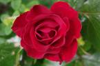 Parkdirektor Riggers ® rose photo