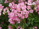 Frisson Frais rose photo