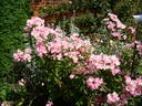 Frisson Frais rose photo