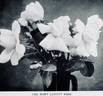 Mary Lovett rose photo