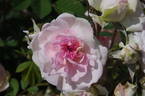 Rosemoor ™ rose photo