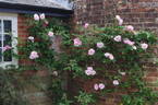 Kathleen Harrop rose photo