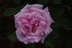 Kathleen Harrop rose photo