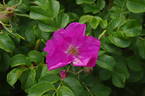 Rubra rose photo