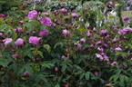René d'Anjou rose photo