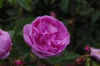 René d'Anjou rose photo