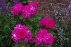 Dupuy Jamain rose photo
