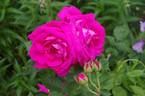 Dupuy Jamain rose photo
