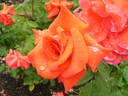 Futura rose photo