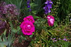 Victor Verdier rose photo