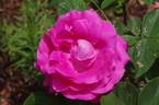 Président Willermoz rose photo