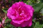 Président Willermoz rose photo
