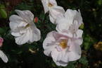 Souvenir de St. Anne's rose photo