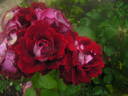 Alleluia ® rose photo