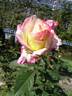 Apache rose photo