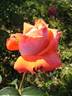 Cary Grant ™ rose photo