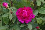Gloire de Ducher rose photo