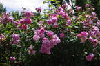 Jeanne de Montfort rose photo