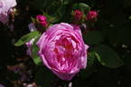 Jeanne de Montfort rose photo