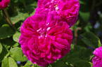 Assemblage de Beauté rose photo