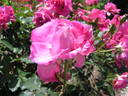 Nightingale rose photo