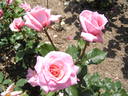 Carolyn rose photo