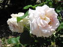 Admiration rose photo