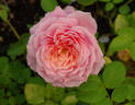 Queen Nefertiti rose photo