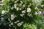 Goldfinch rose photo