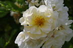 Goldfinch rose photo