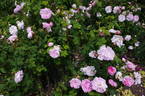 Général Kléber rose photo
