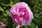 Madame Louis Lévêque rose photo