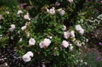 Mousseline rose photo