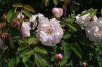 Mousseline rose photo