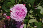 Henri Fouquier rose photo