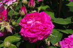 Surpasse Tout rose photo
