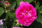 Surpasse Tout rose photo