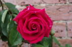 Crimson Glory, Cl. rose photo