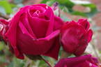 Crimson Glory, Cl. rose photo