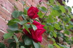 Crimson Glory, Cl. rose photo