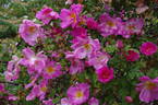 Marguerite Hilling rose photo