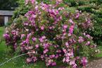 Marguerite Hilling rose photo