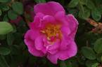 Marguerite Hilling rose photo