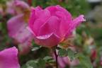 Marguerite Hilling rose photo