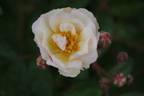 Trier rose photo
