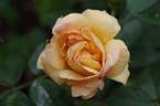 Goldbusch rose photo