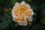 Goldbusch rose photo