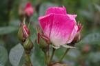 Erfurt rose photo